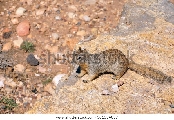 Squirrel Grand Canyon National Park Arizona Stock Photo (Edit Now ...