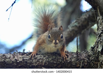 Squirrel At Grand Manan Island