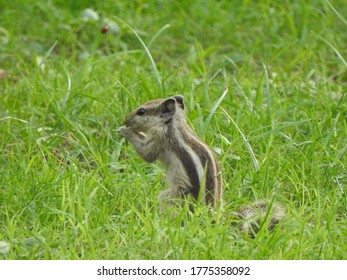 Squirrel in the grass having fun