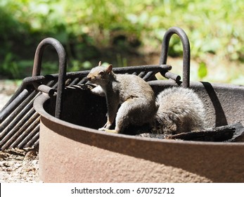 Squirrel In Great Smoky Mountains National Park