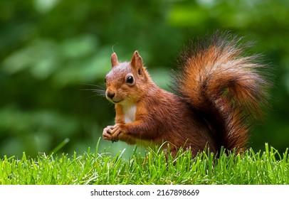 Squirrel in the green grass. Cute squirrel. Squirrel in summer park. Squirrel in nature