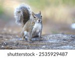 A squirrel[ in the grown