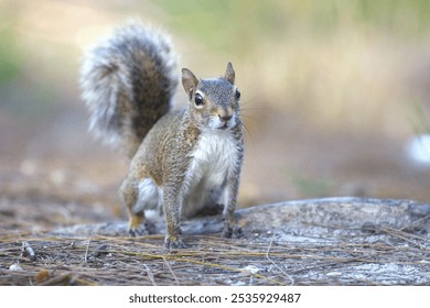 A squirrel[ in the grown