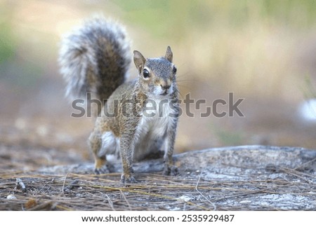 A squirrel[ in the grown