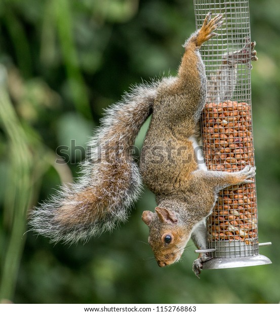 Squirrel Hanging Bird Nut Feeder Stock Photo Edit Now 1152768863