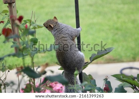A squirrel hanging like an acrobat on top of a suet feeder eating the bird food in the garden.