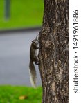 Squirrel Hanging on the Tree
