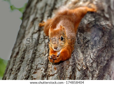 Squirrel hanging on a tree