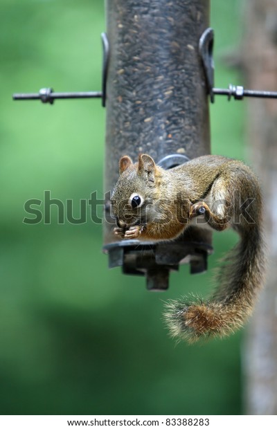 Squirrel Hanging Out Eating Bird Feeder Stock Photo Edit Now