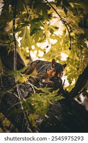 Squirrel hanging in a tree