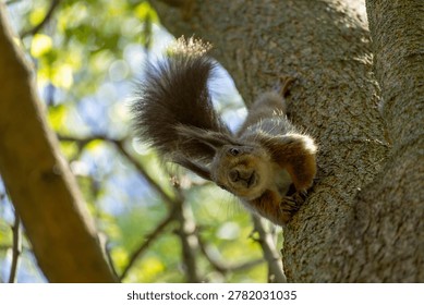 A squirrel hanging upside down from a tree looks into the camera