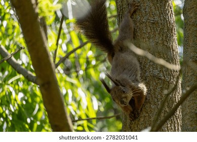A squirrel hanging upside down from a tree looks into the camera