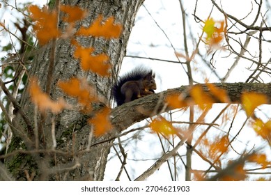 A squirrel having lunch in a tree.