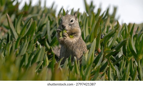 squirrel having a quick lunch in the wild