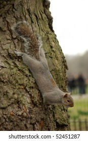 squirrel head down on tree trunk in london