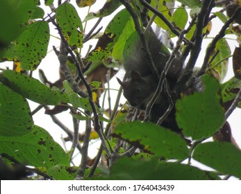 Squirrel Hiding On The Wallnut Tree