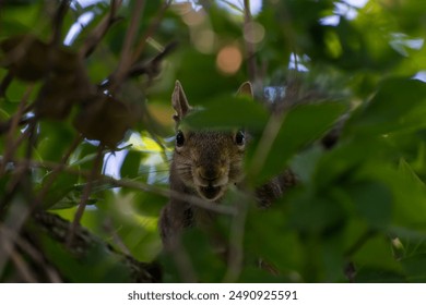 Squirrel hiding in plain sight 