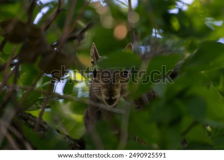 Squirrel hiding in plain sight 