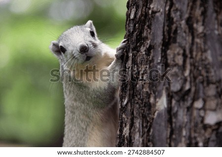 A squirrel holding onto a tree and looking at the camera.