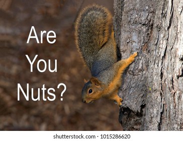 Are You Nuts Images Stock Photos Vectors Shutterstock