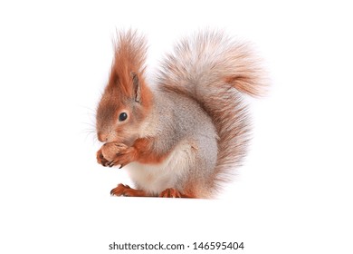 squirrel holds walnut white