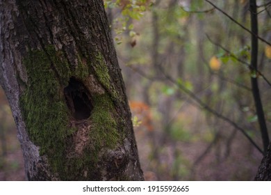 A Squirrel Hole In A Tree