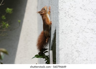 Squirrel At House Wall