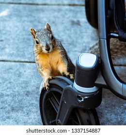 A Squirrel Invading Personal Space As It Inspects A Baby Stroller At A Theme Park