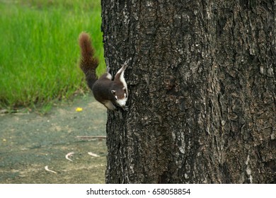 Squirrel Island Tree