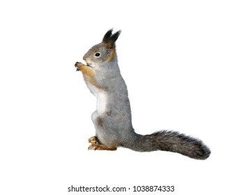 Squirrel Isolated On White Background Stock Photo 1038874333 | Shutterstock