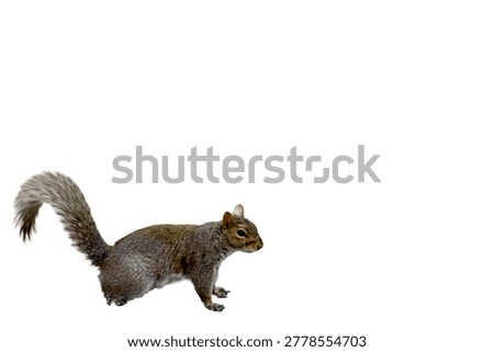squirrel isolated on white background