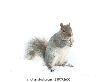 Squirrel Isolated White Background Eating