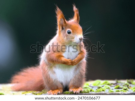 Squirrel, Eichhörnchen ist ratlos oder will eine Rede halten