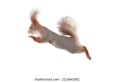 Squirrel In Jump Isolated On White Background