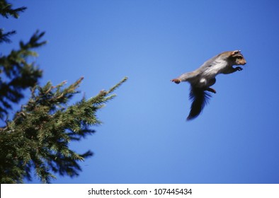 Squirrel Jumping