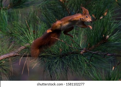 A squirrel jumping of a branch in a park