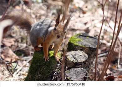 Squirrel jumping on branches, sitting on a tree in the spring forest.