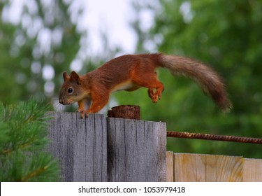 Squirrel Jumping On The Fence. 