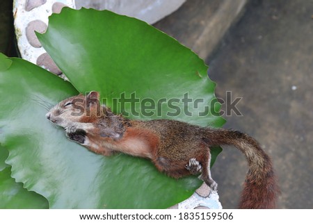 The squirrel lay dead hard on the lotus leaf.