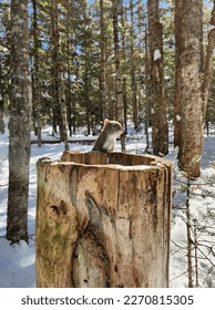 Squirrel living his best life in a winter forest