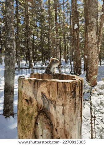 Squirrel living his best life in a winter forest