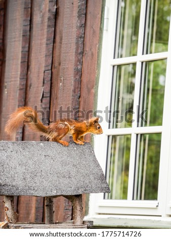 Squirrel lookin in the window 