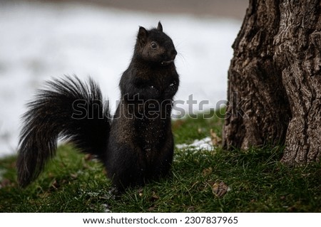 Squirrel looking for dnager near a treetrunk