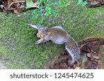 Squirrel Looking up a Tree