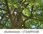 Squirrel looking up in a tree at the top of the tree.