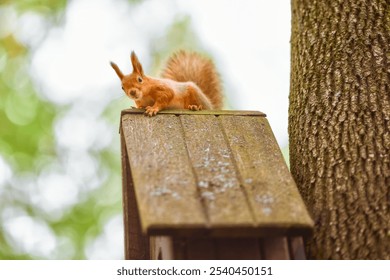 A squirrel looks out from the roof of a tree house. A red fluffy squirrel close-up. - Powered by Shutterstock