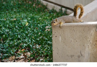 Squirrel Lying on Ledge, Austin, TX