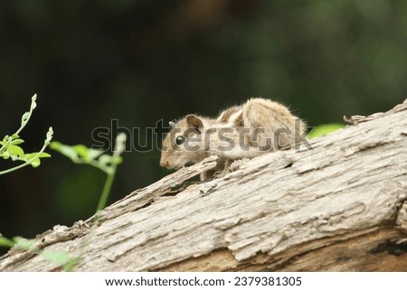 Squirrel, a medium-size rodents playing with it's food, close view on a tree dried branch.