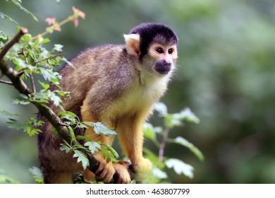squirrel monkey