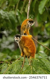 Squirrel monkey 6 baby learning from dad